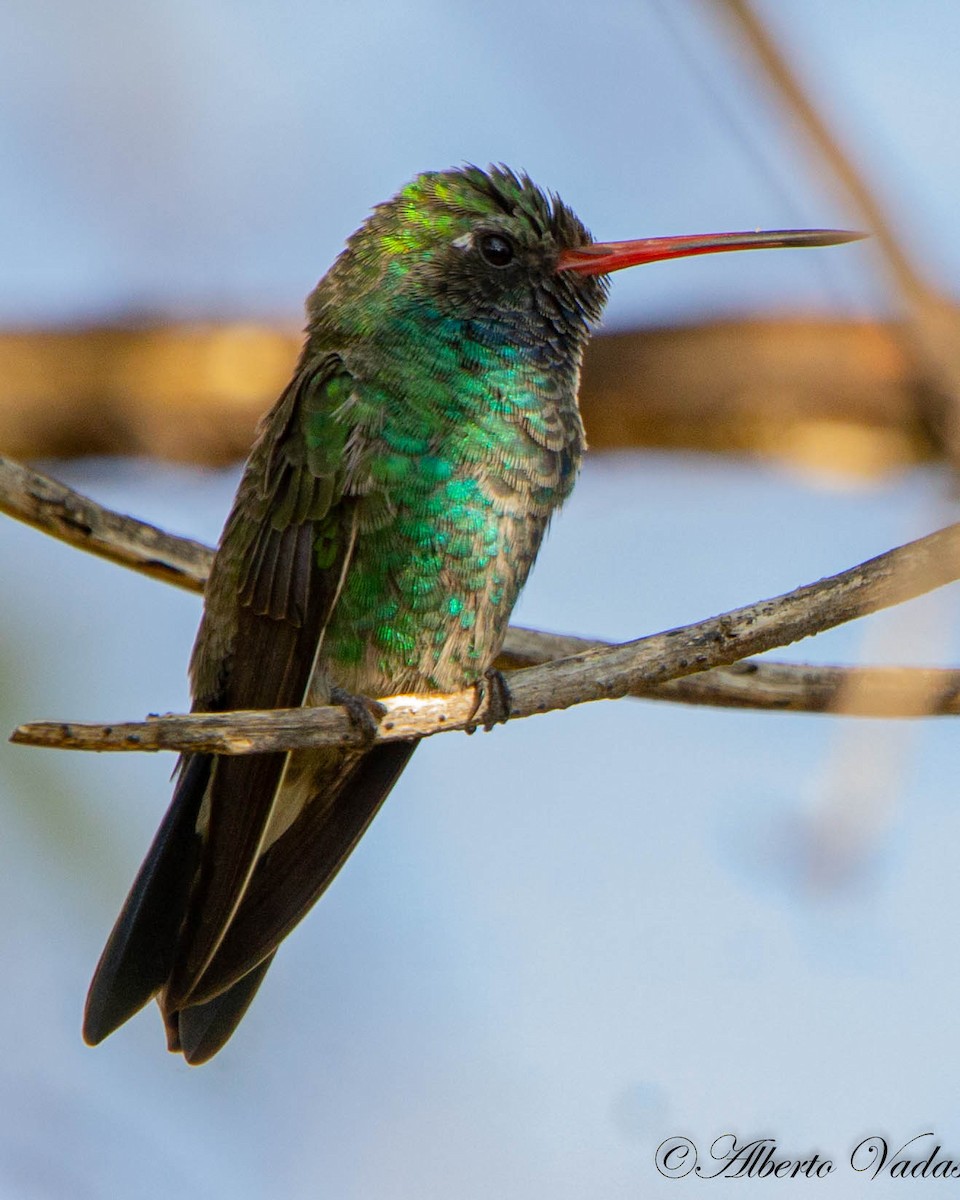 Broad-billed Hummingbird - ML286674581