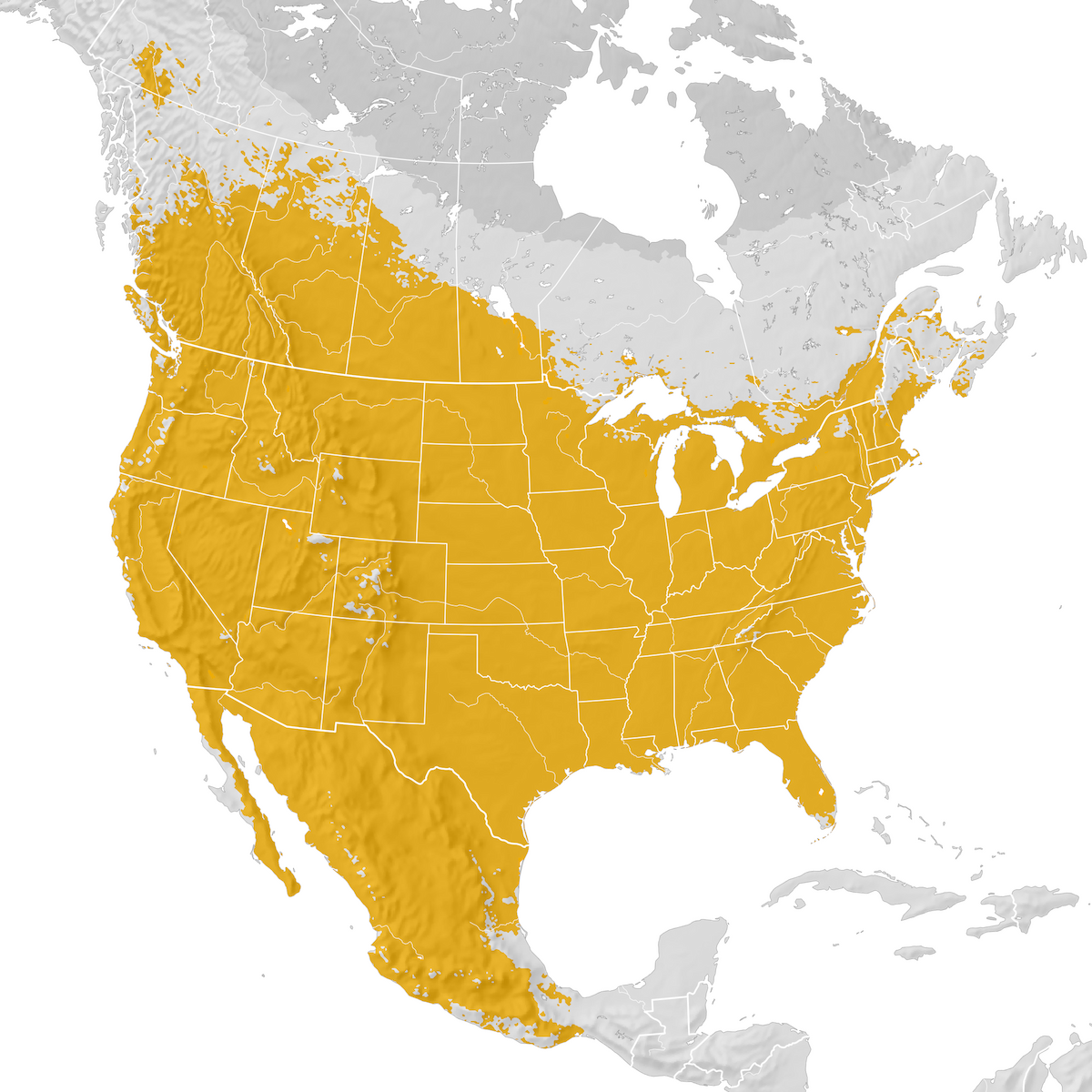 Brown-headed Cowbird - Range map: Pre-breeding migration - eBird Status ...