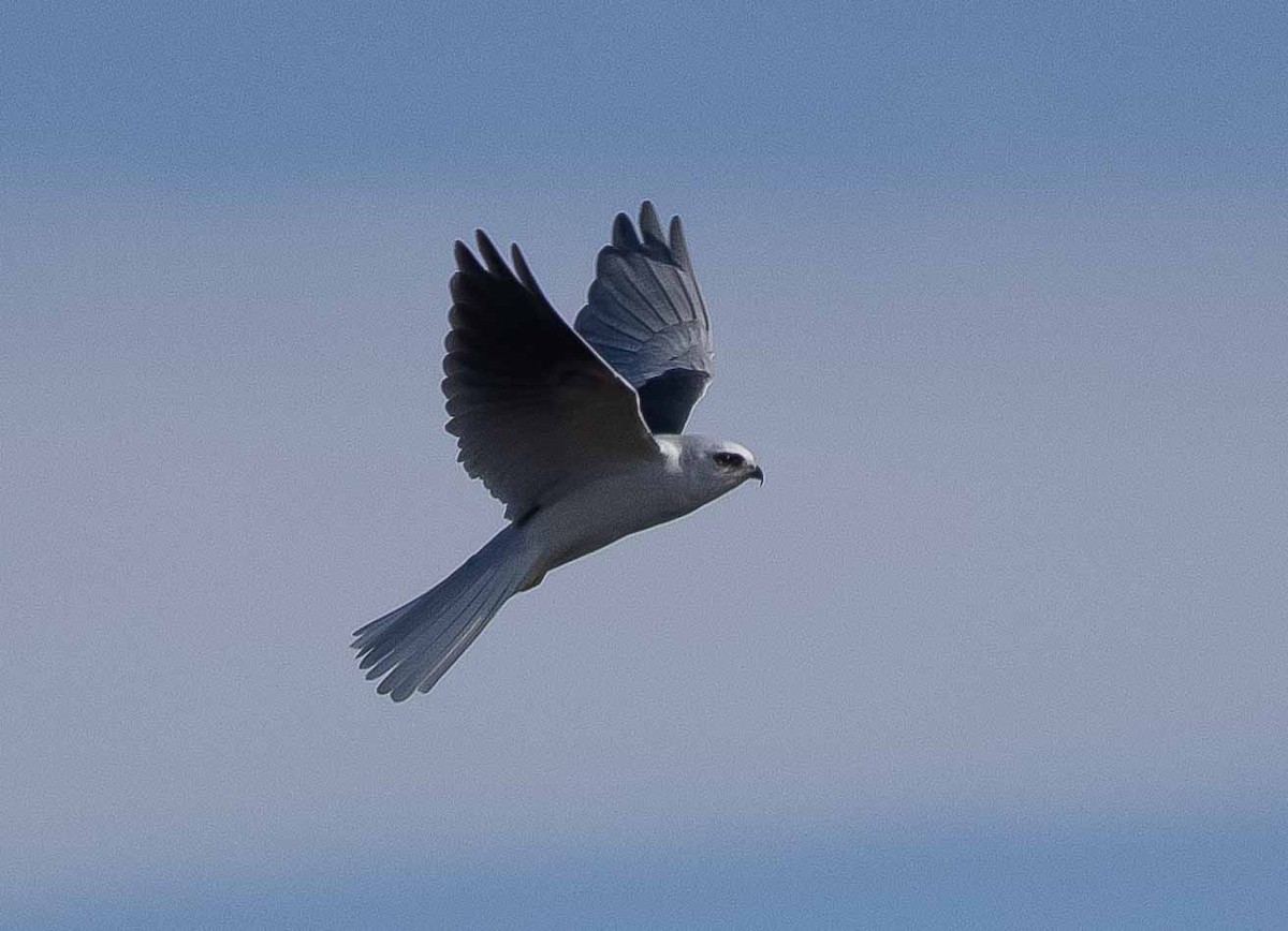 White-tailed Kite - Jeffrey Barnum