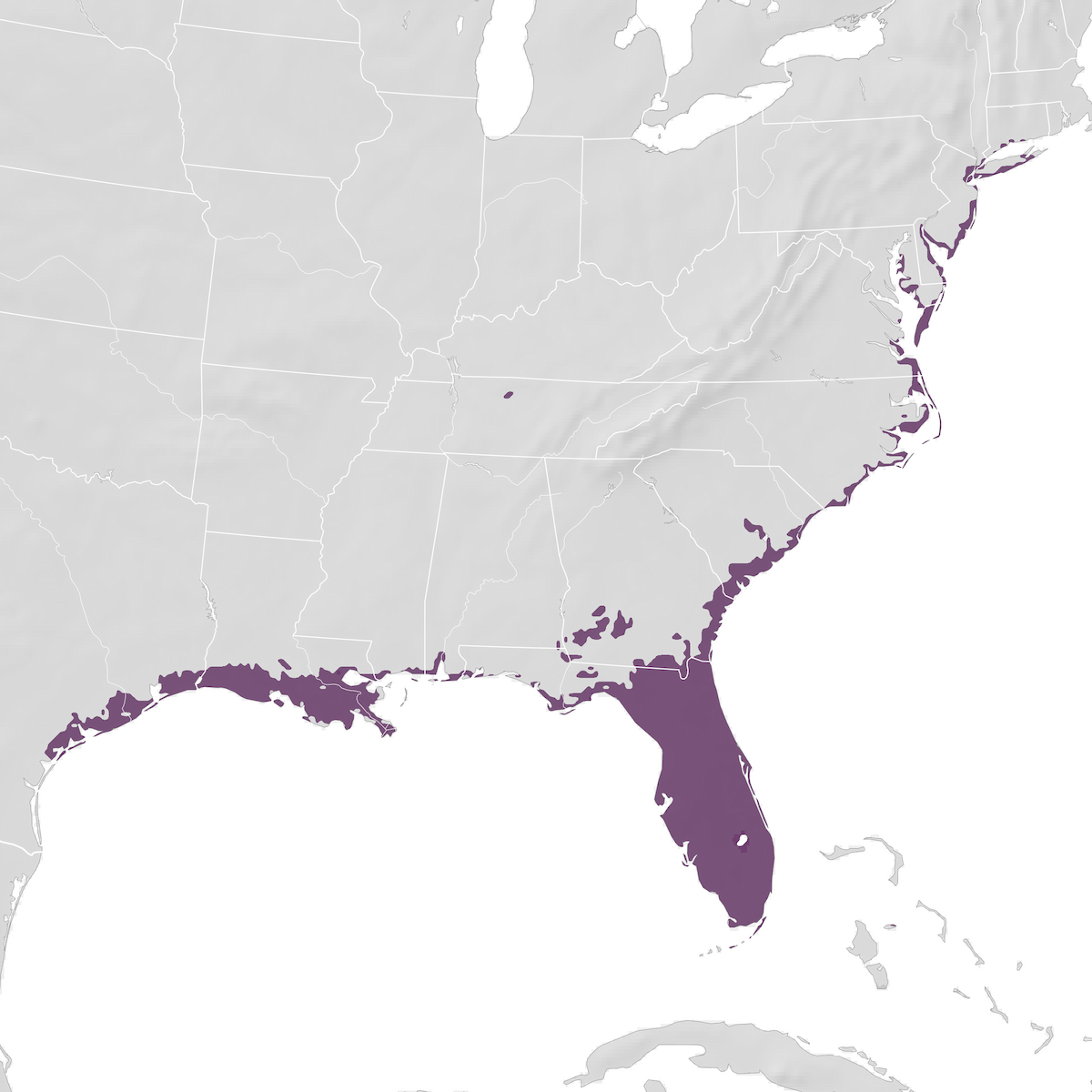 Boat-tailed Grackle - Range map - eBird Status and Trends