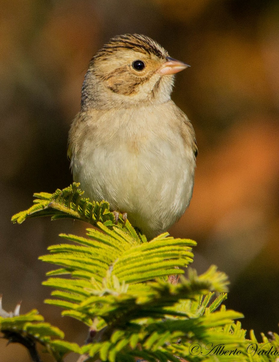 Clay-colored Sparrow - ML286682481