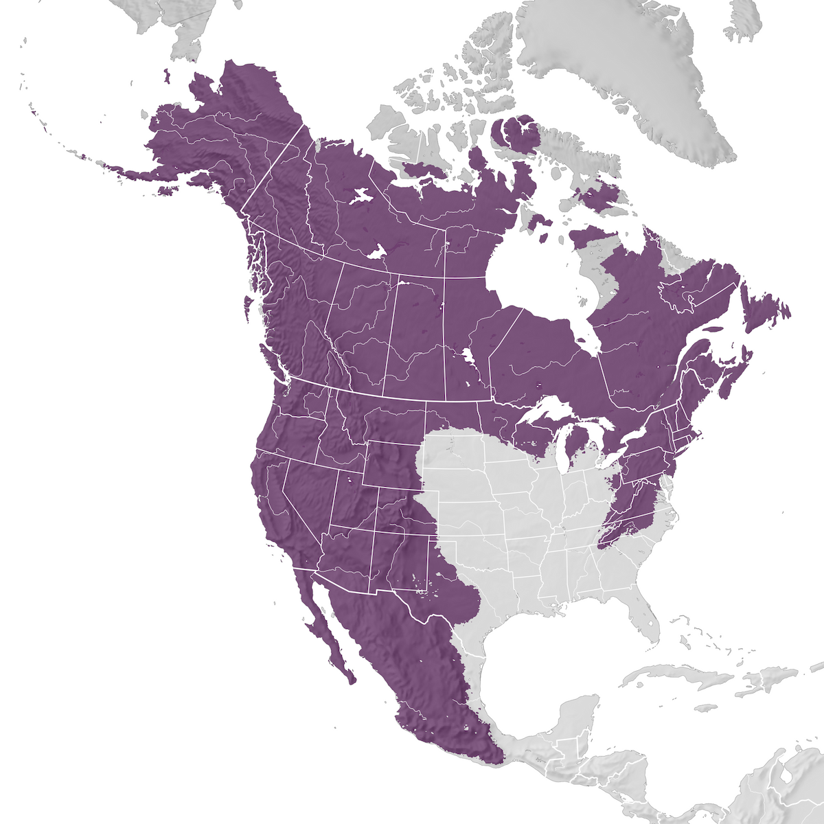 Common Raven - Range map - eBird Status and Trends