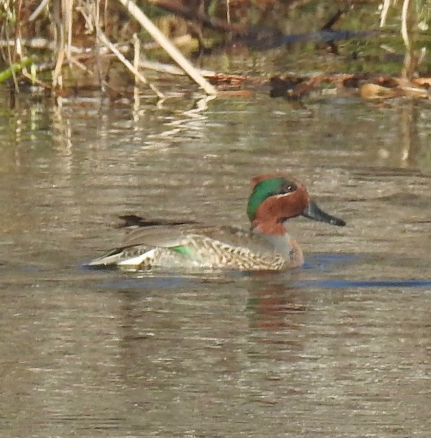 Green-winged Teal - ML286687251