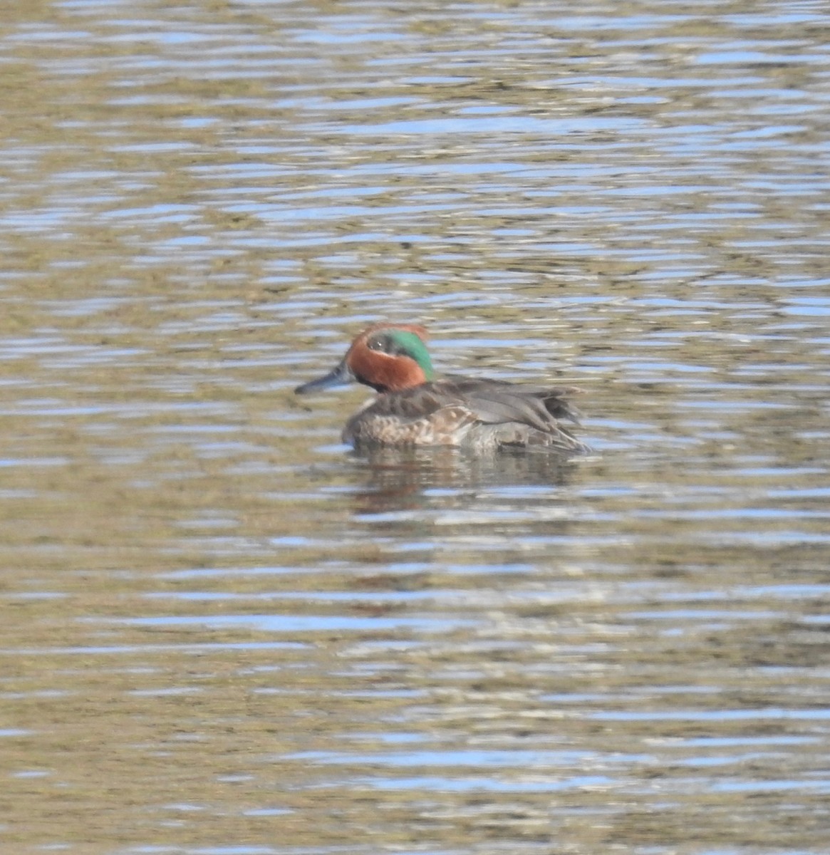 Green-winged Teal - ML286687391