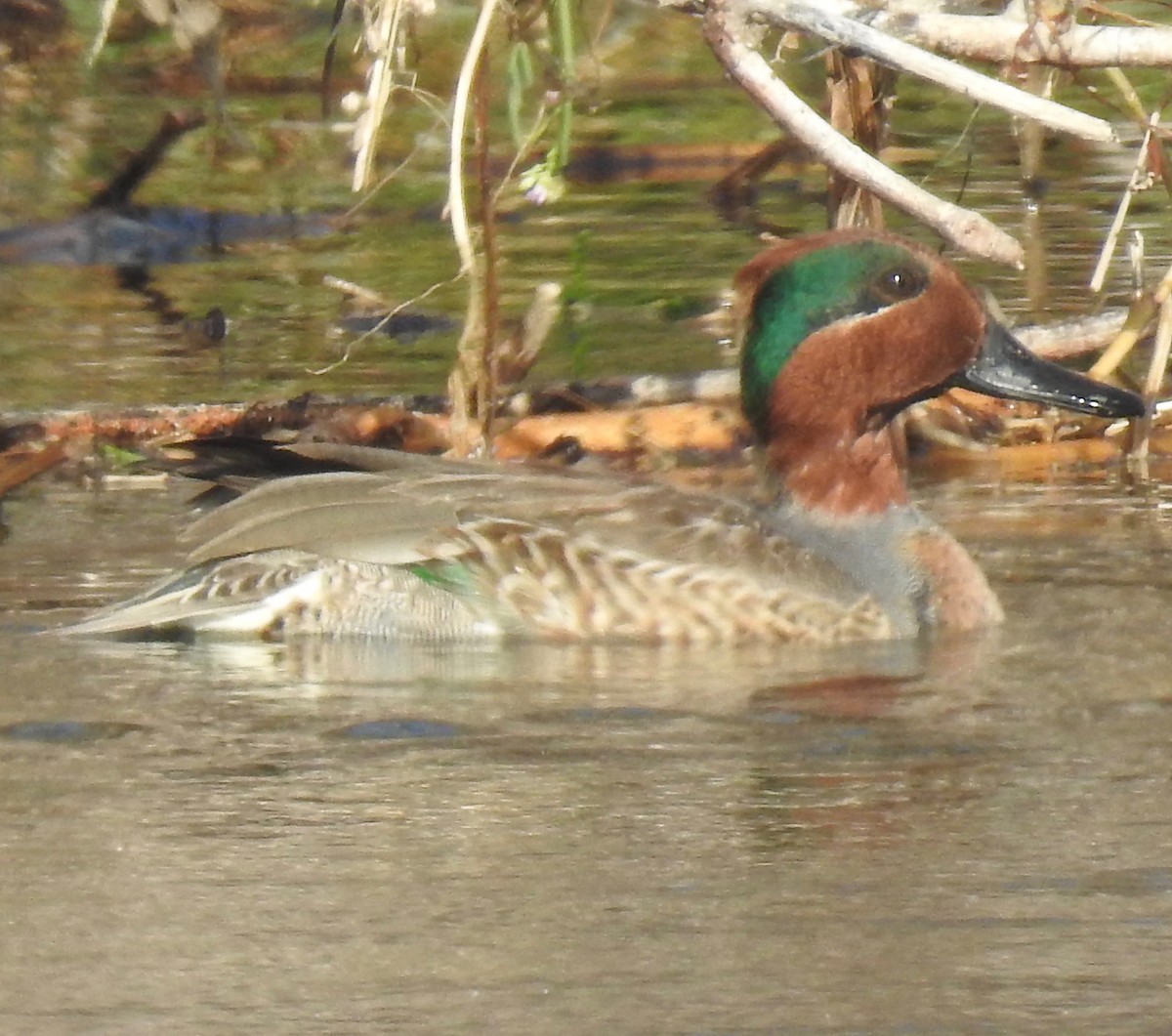 Green-winged Teal - ML286687531