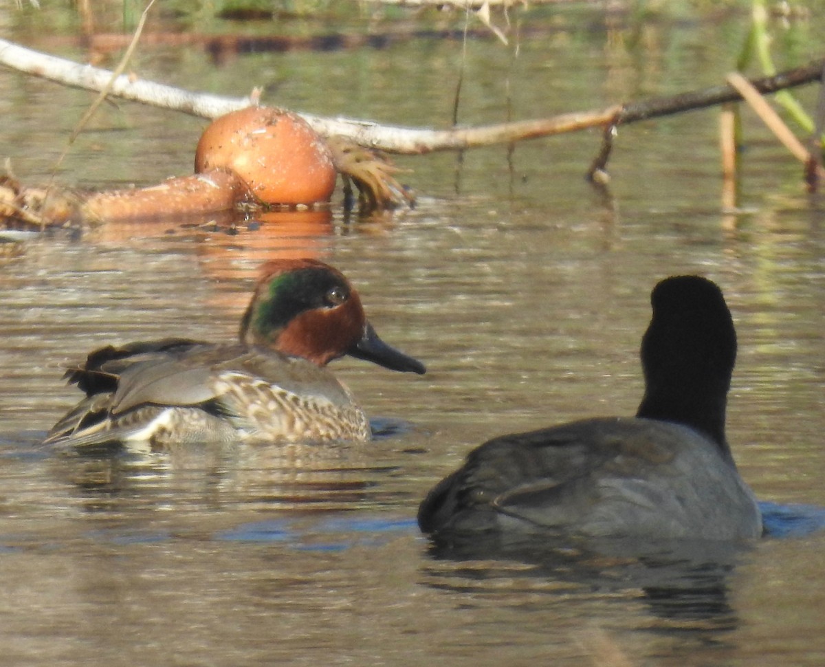 Green-winged Teal - ML286687571
