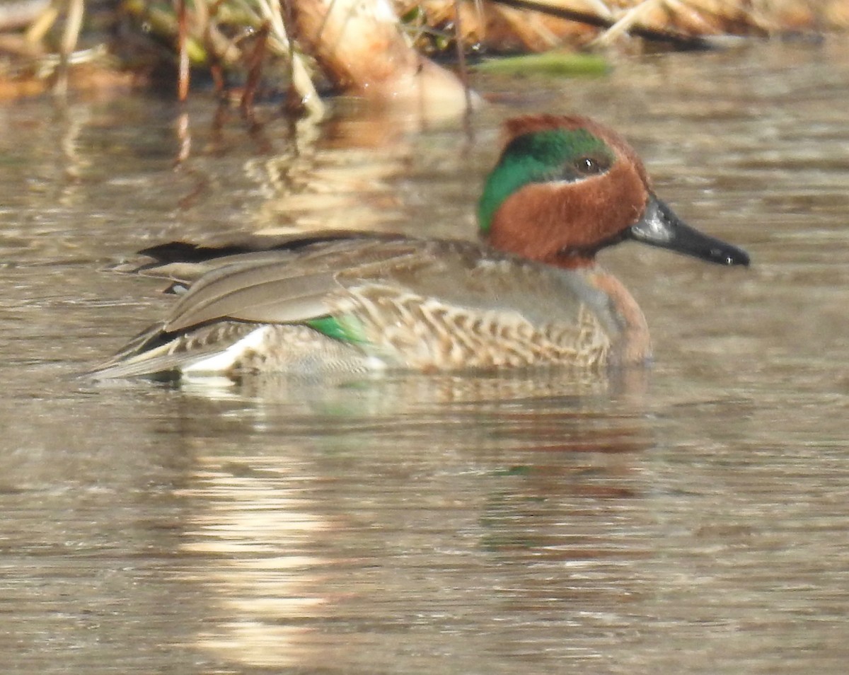 Green-winged Teal - ML286687581