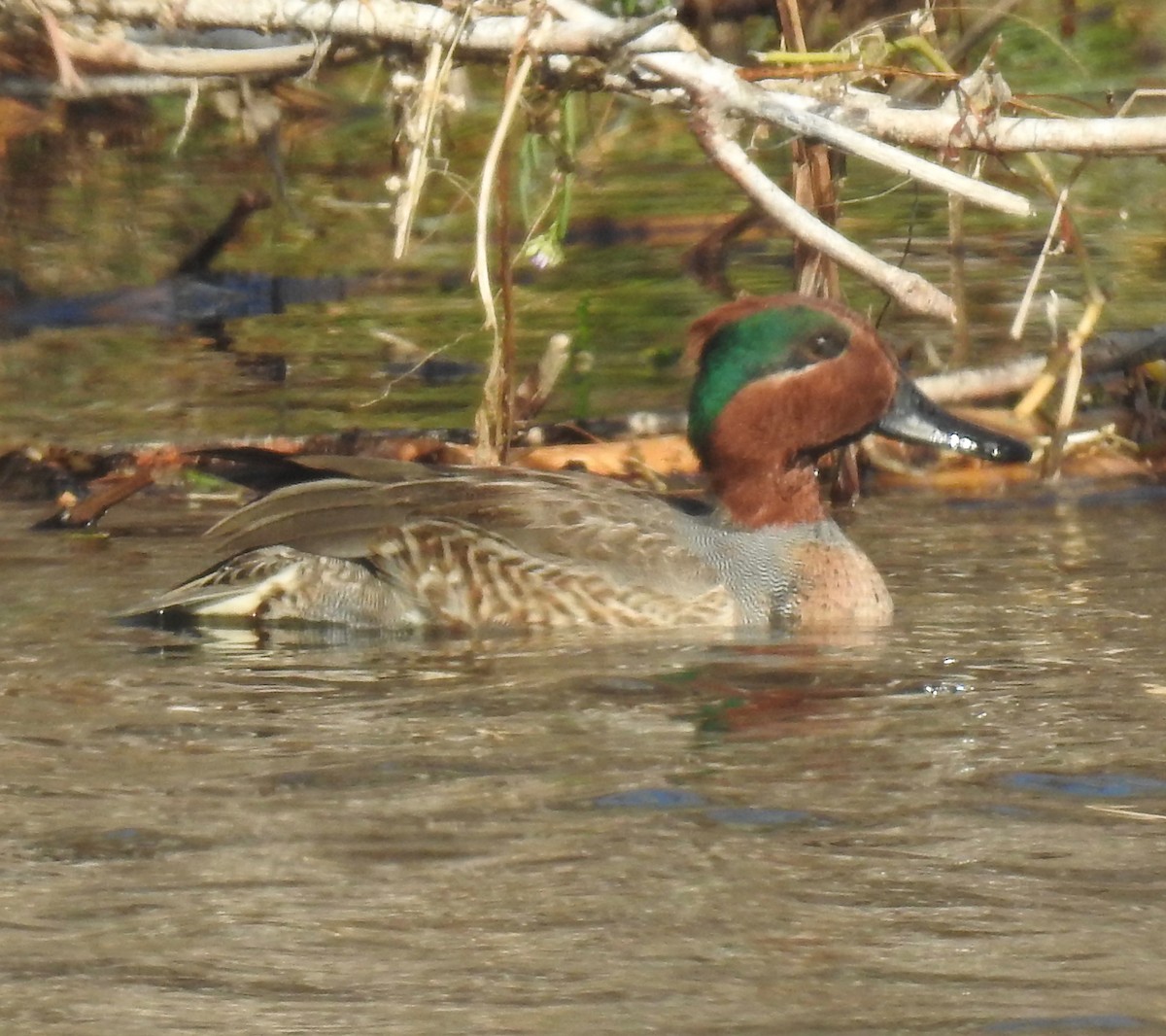 Green-winged Teal - ML286687601