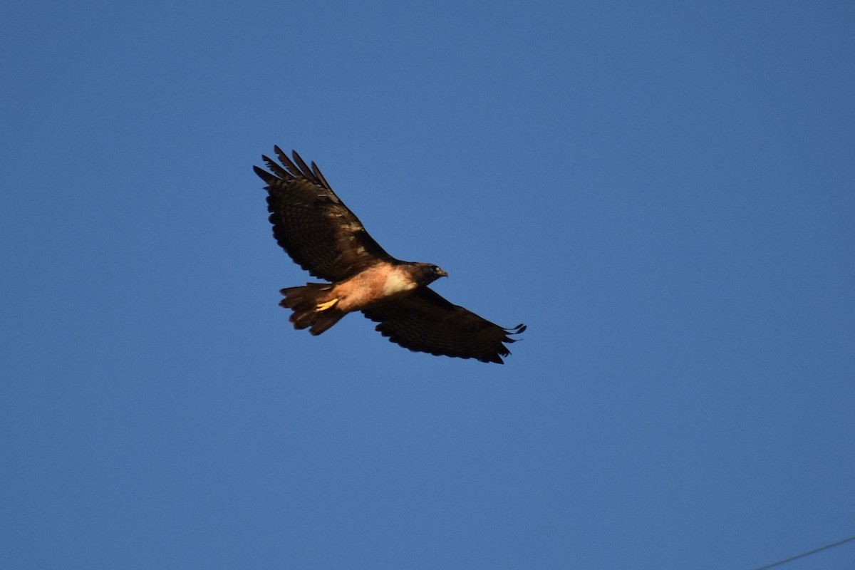 Red-tailed Hawk - ML286689791