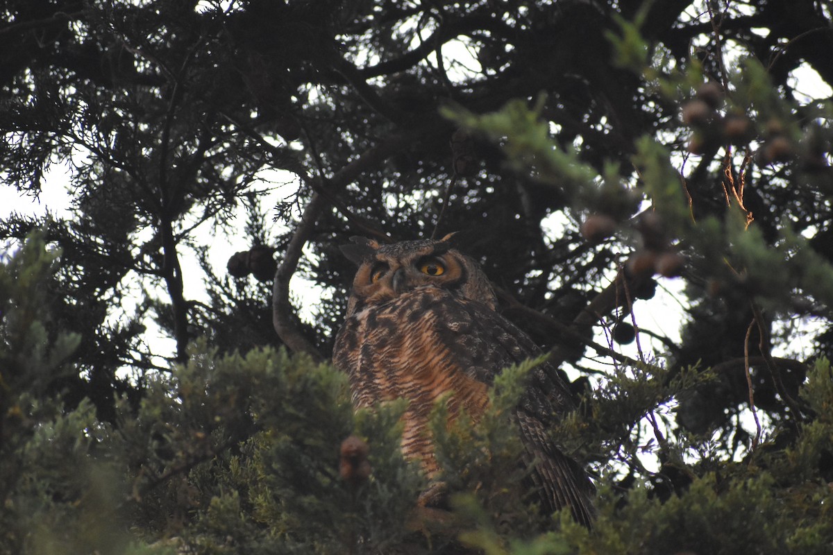 Great Horned Owl - ML286691211