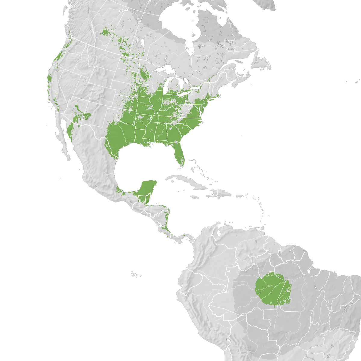 Purple Martin Range map Prebreeding migration eBird Status and Trends