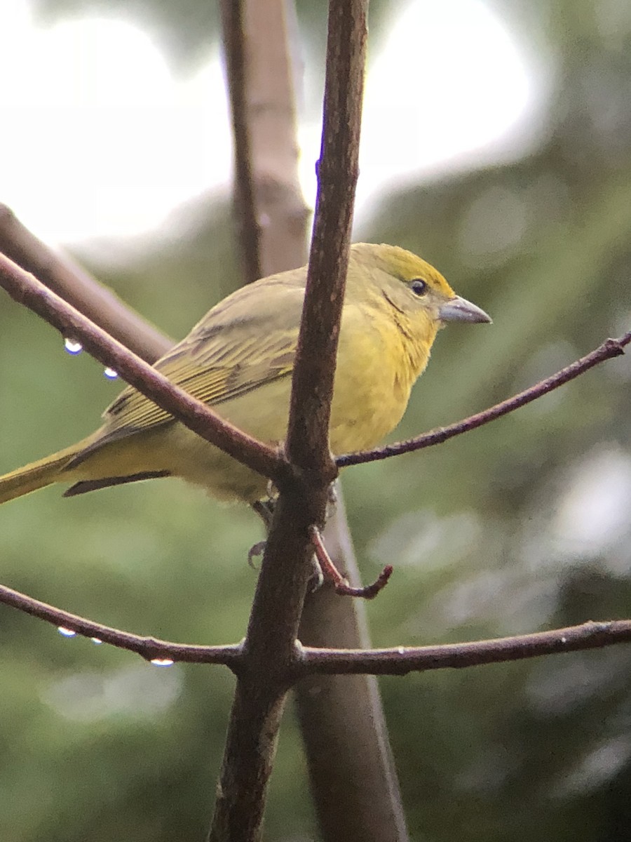 Hepatic Tanager - ML286696171
