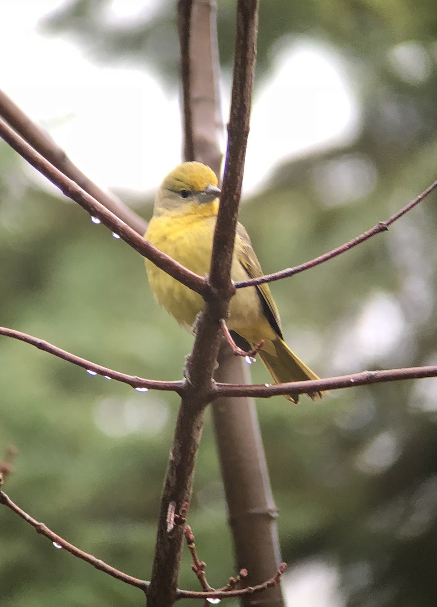 Hepatic Tanager - ML286696191