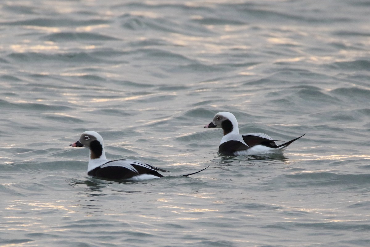 Long-tailed Duck - ML286697341