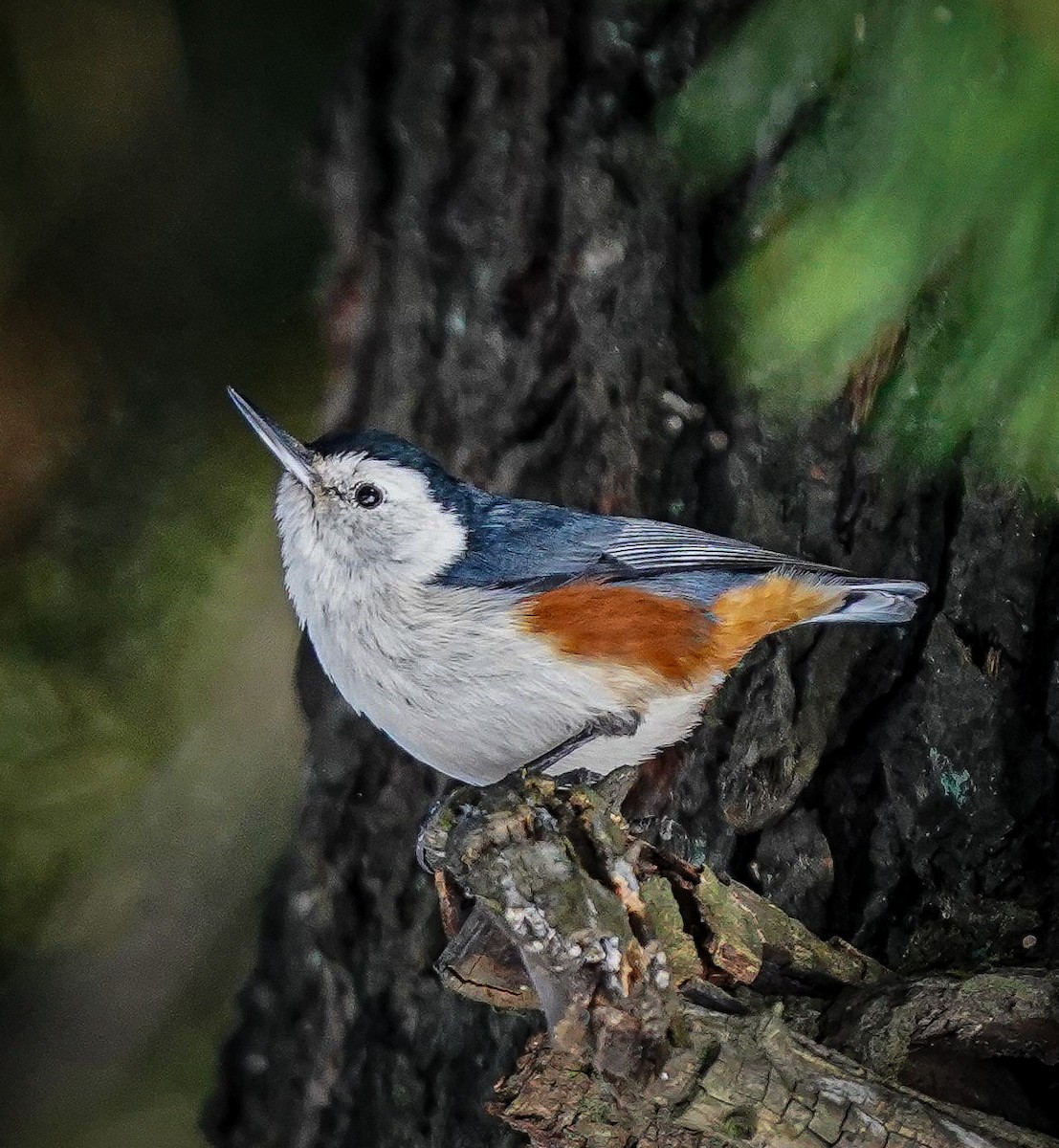 White-cheeked Nuthatch - ML286706771