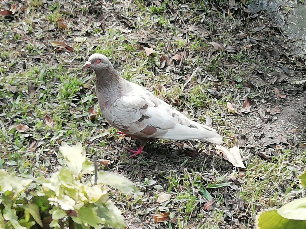Rock Pigeon (Feral Pigeon) - ML286706801