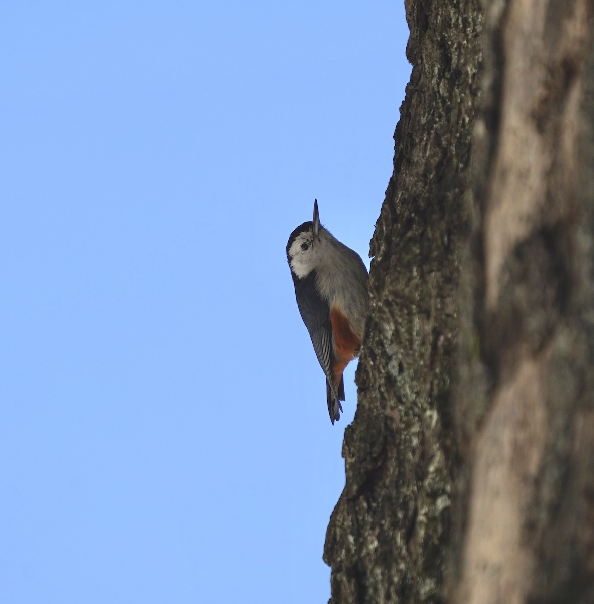 White-cheeked Nuthatch - ML286706841