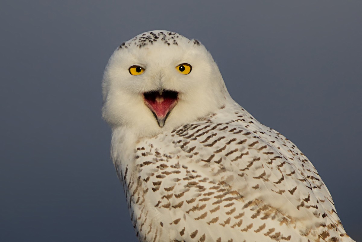 Snowy Owl - ML286708131