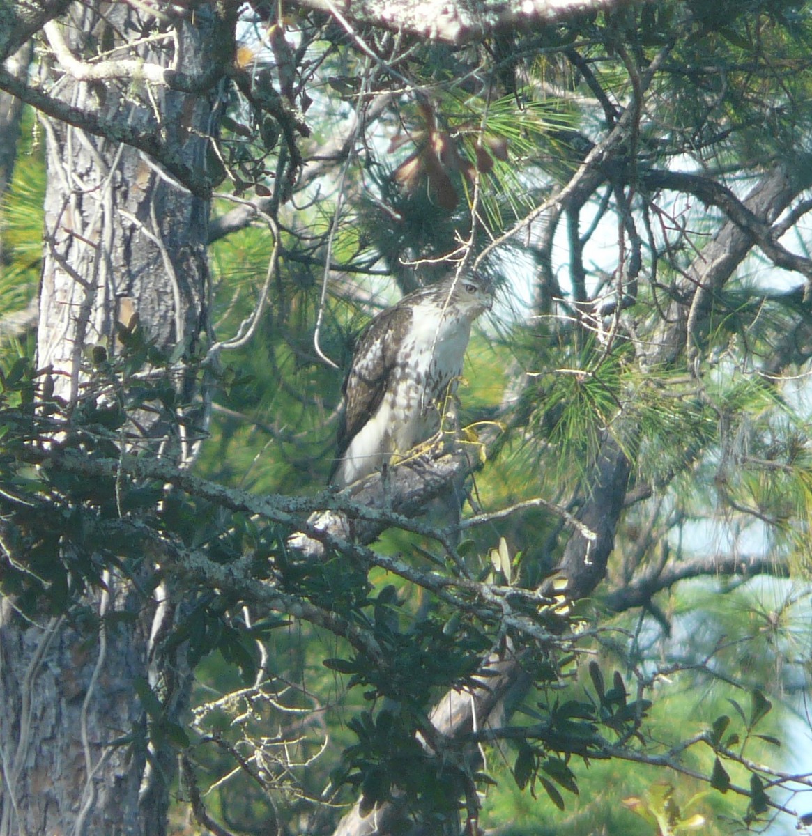 Red-tailed Hawk - ML286710651