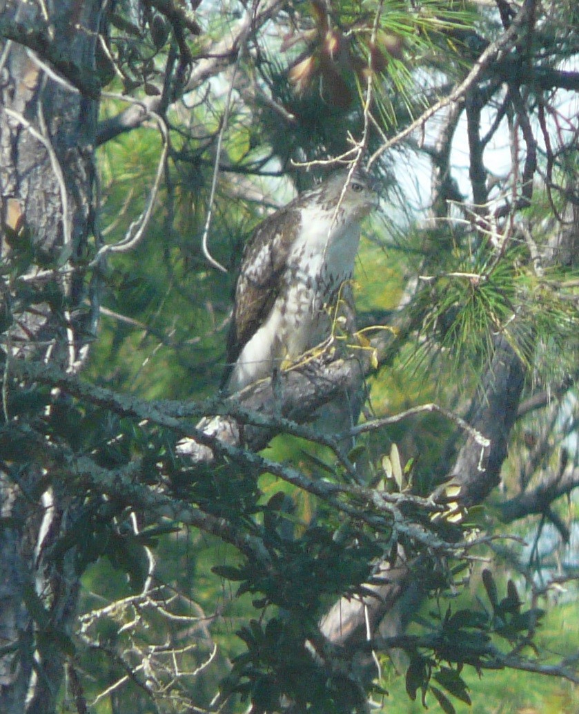 Red-tailed Hawk - ML286710801