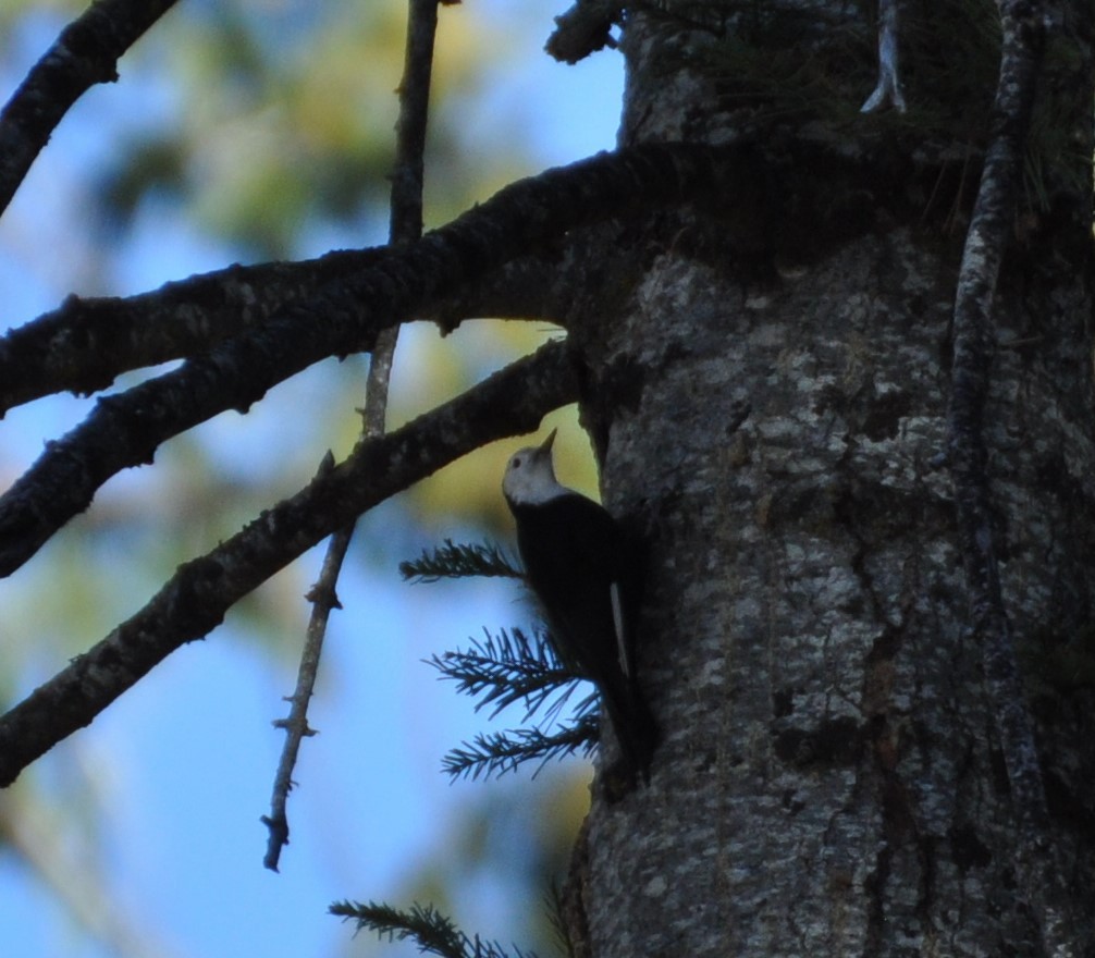 White-headed Woodpecker - ML286710941