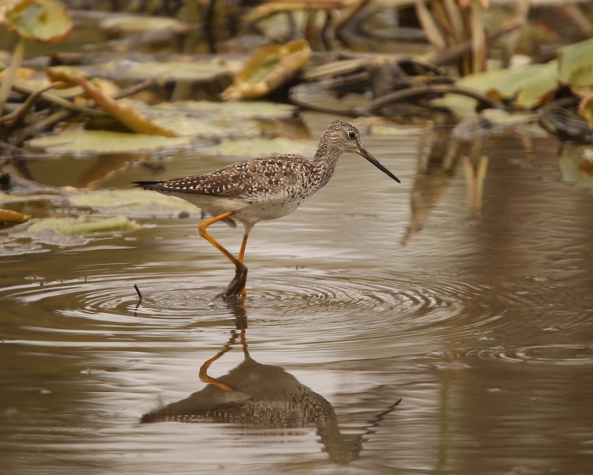Greater Yellowlegs - Laurie Pocher