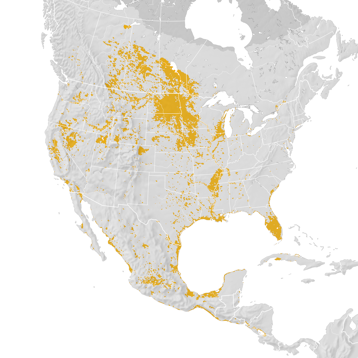 American White Pelican - Range map: Pre-breeding migration - eBird