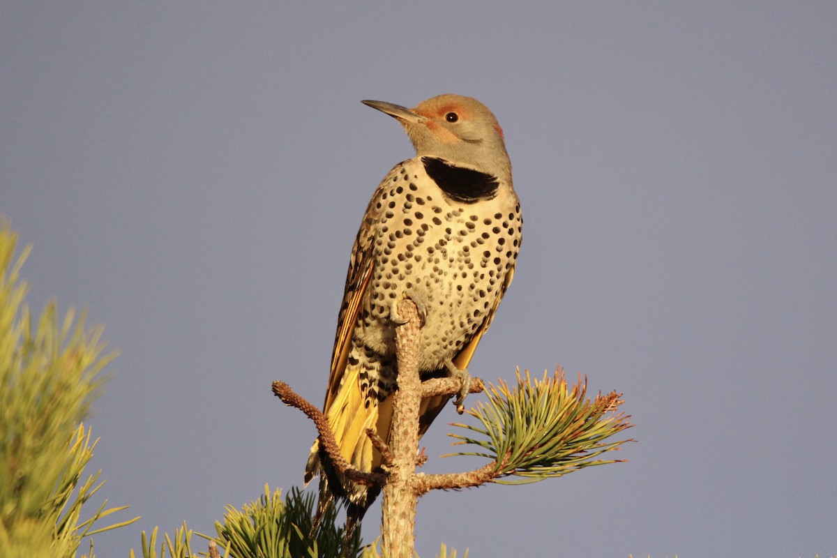 Northern Flicker (Yellow-shafted x Red-shafted) - Evan Larson