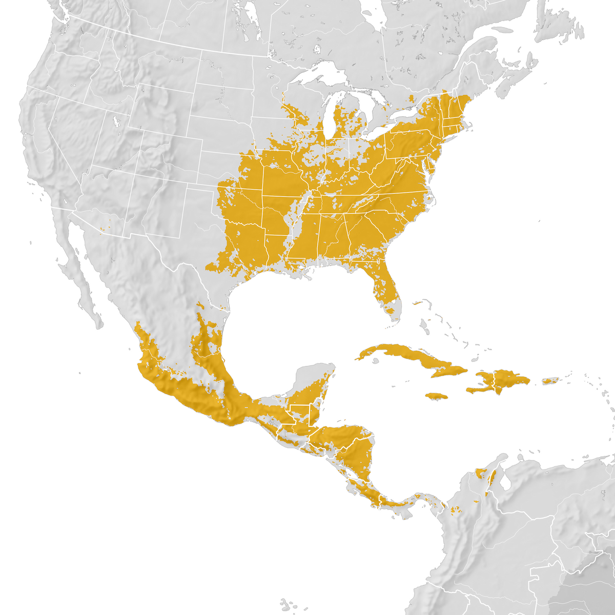 Louisiana Waterthrush Range map Prebreeding migration eBird Status and Trends