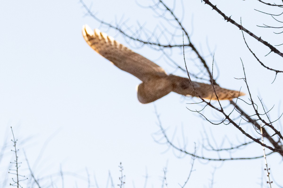 Ebird Checklist - 9 Dec 2020 - Wasco County Fairgrounds - 6 Species