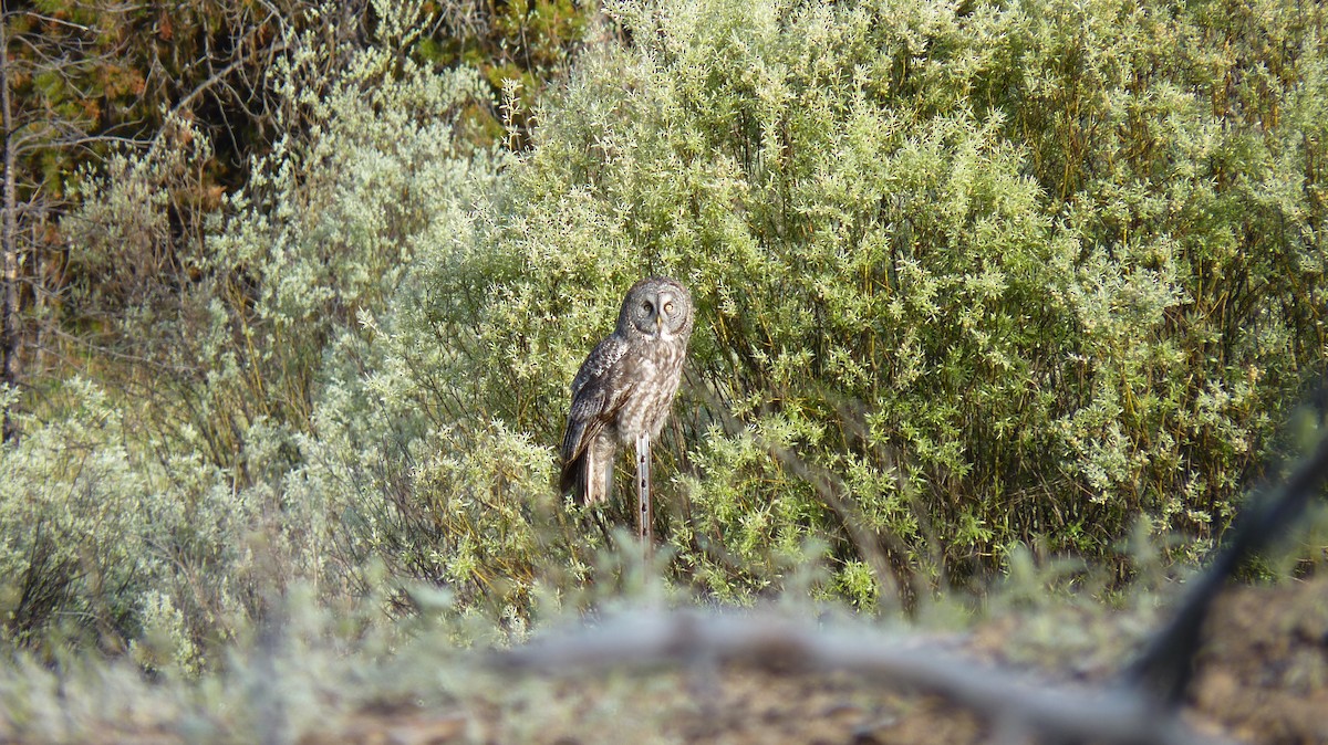 Great Gray Owl - ML28671891