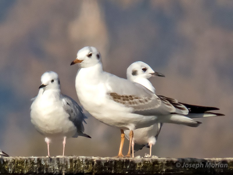 Mouette rieuse - ML286722011