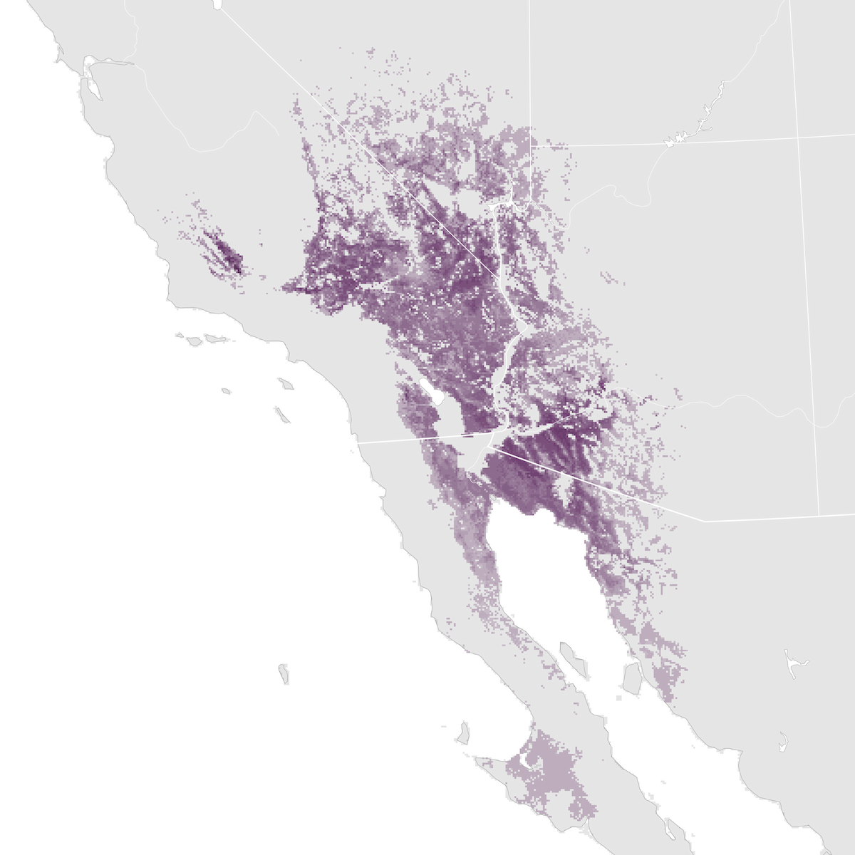 LeConte's Thrasher - Abundance Map - EBird Status And Trends