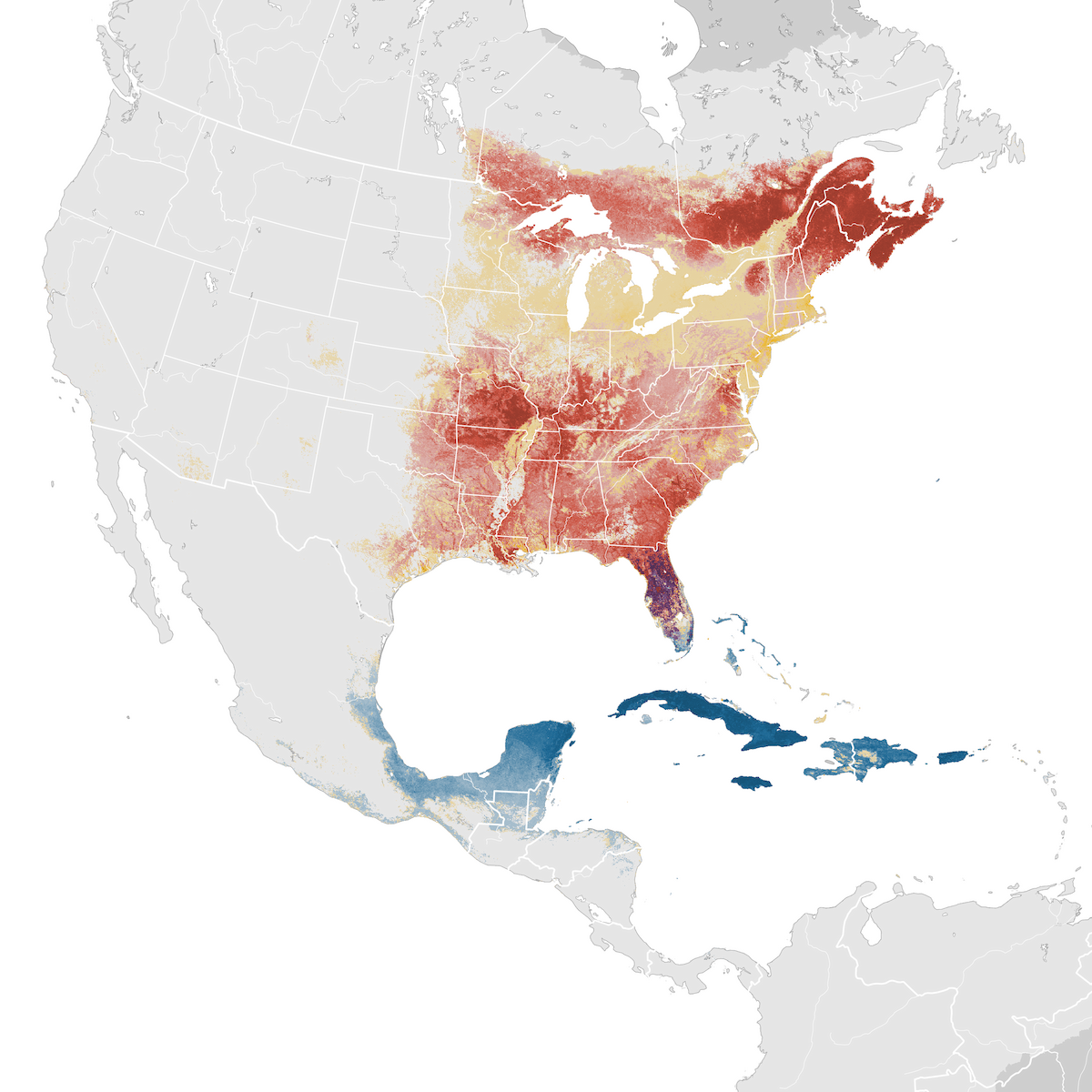 Northern Parula Abundance Map Ebird Status And Trends