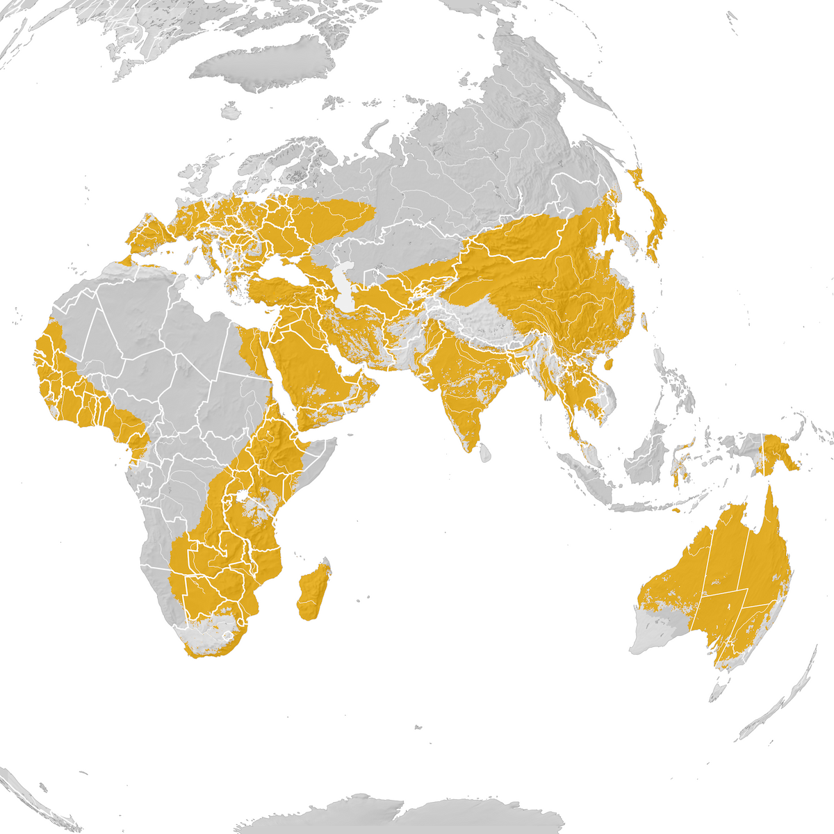 Black Kite Range Map Post Breeding Migration Ebird Status And Trends