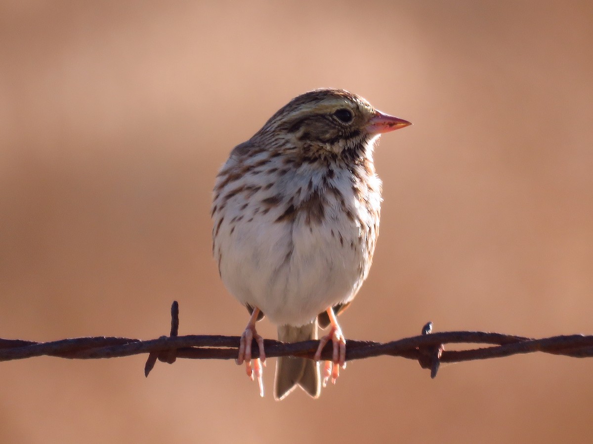 Savannah Sparrow - ML286725061