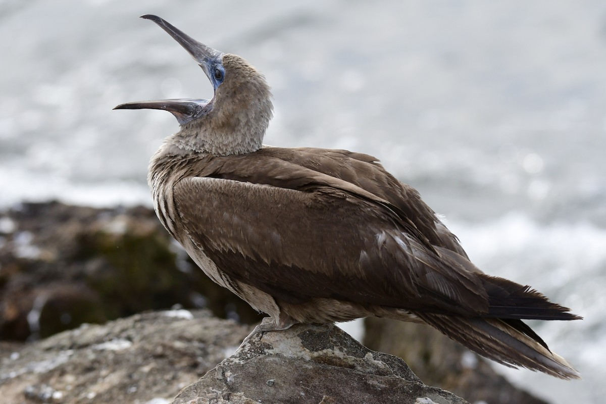 Red-footed Booby - ML286725551