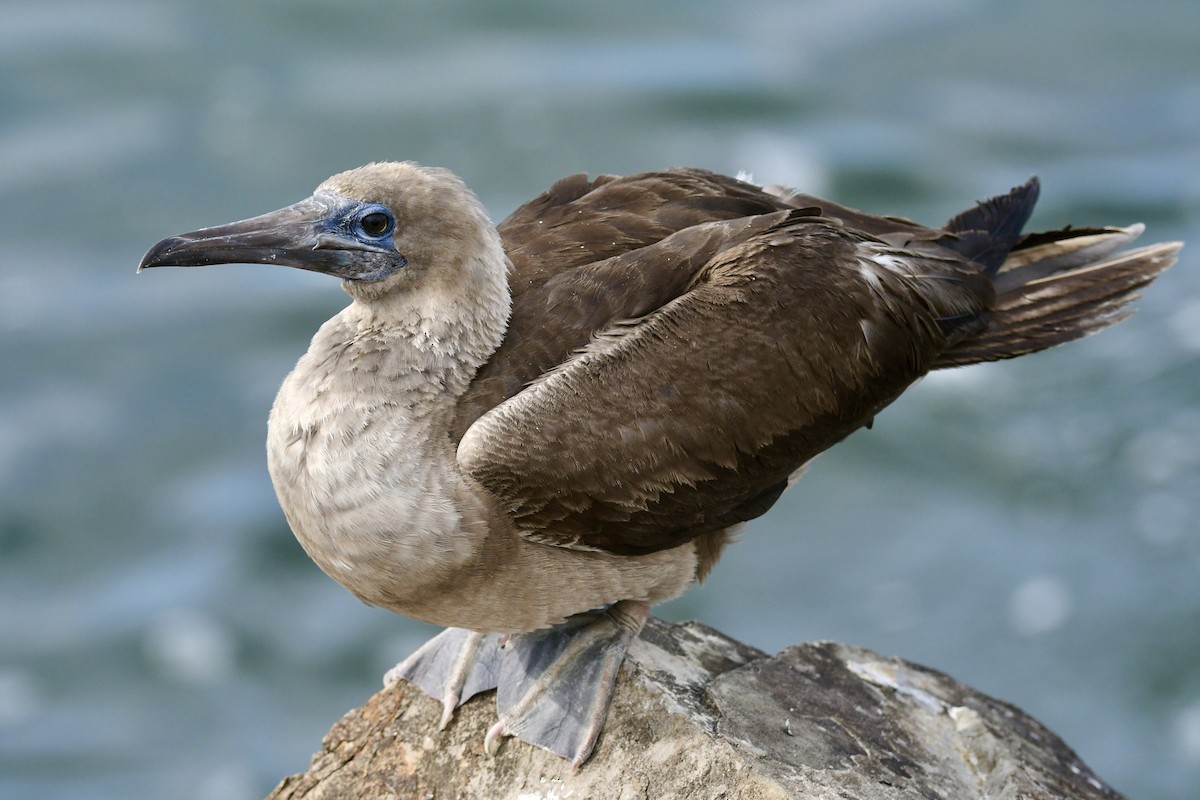 Red-footed Booby - Don Hoechlin