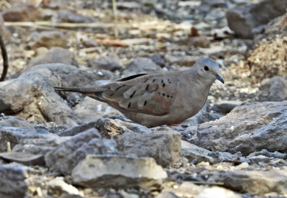 Ruddy Ground Dove - ML286730001