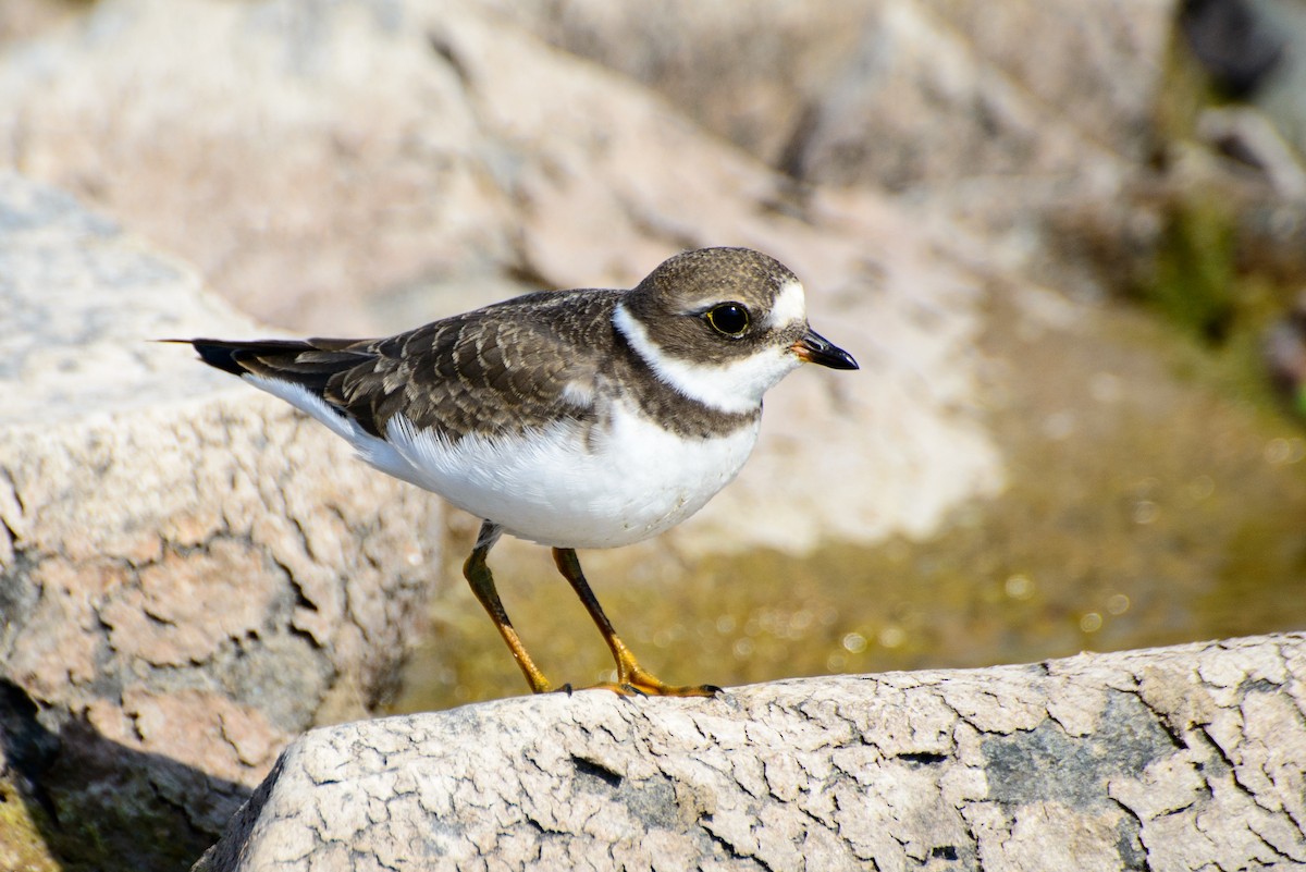 Semipalmated Plover - ML286730231