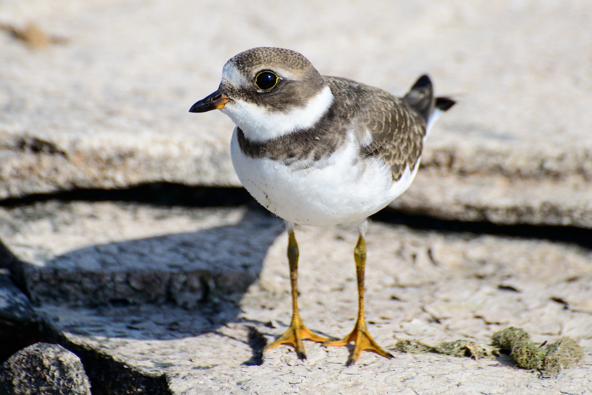 Semipalmated Plover - ML286730371