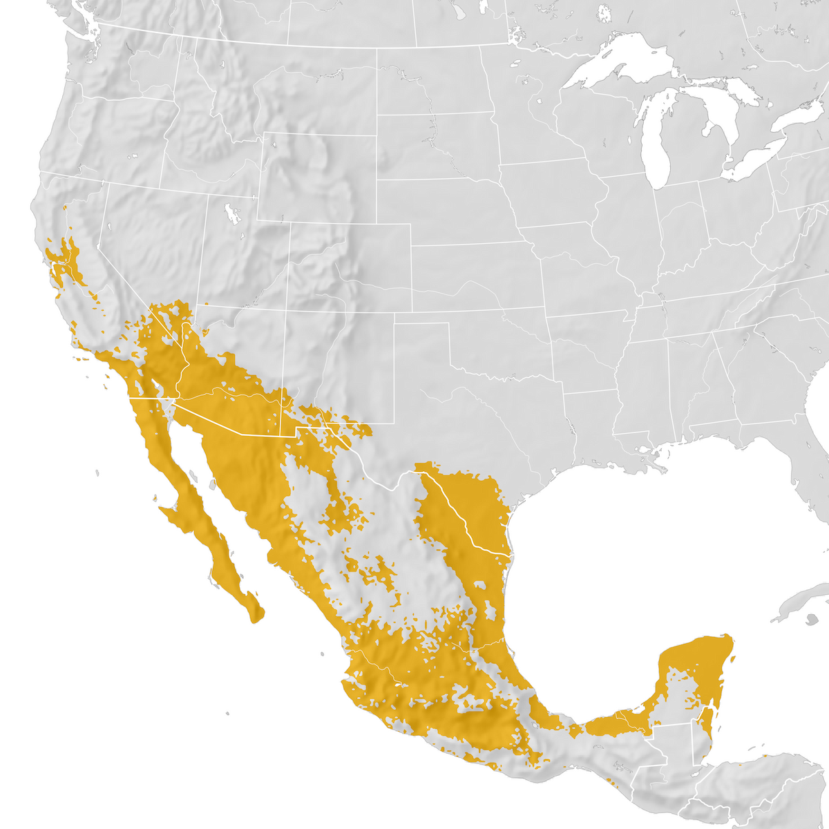 Hooded Oriole Range map Postbreeding migration eBird Status and