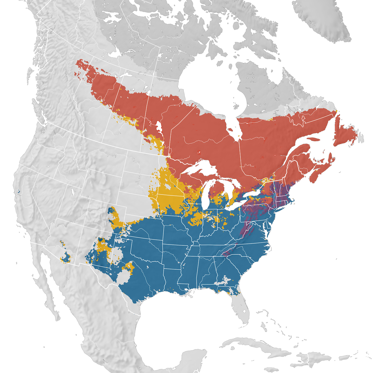 Winter Wren Range map eBird Status and Trends