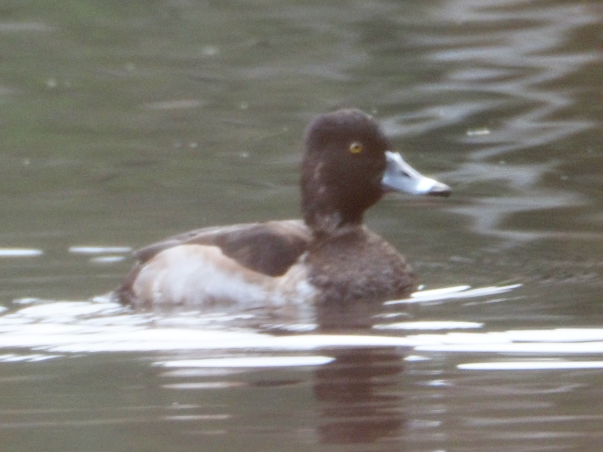 Ring-necked Duck - ML286732771