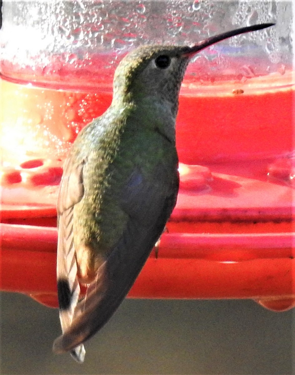 Buff-bellied Hummingbird - ML286734541