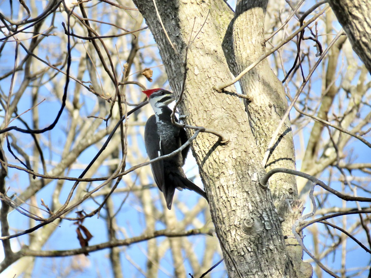 Pileated Woodpecker - ML286735731