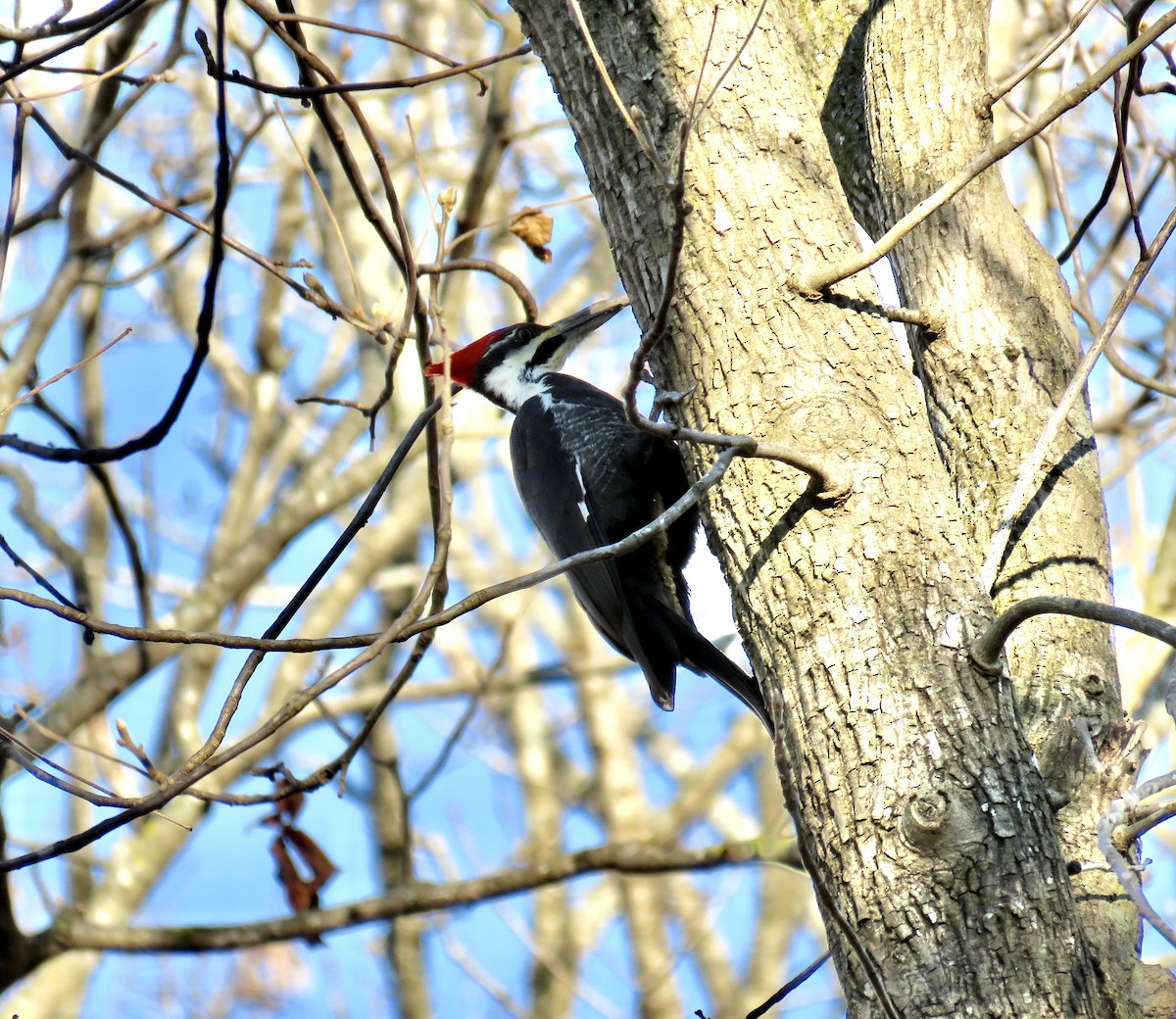 Pileated Woodpecker - ML286735751