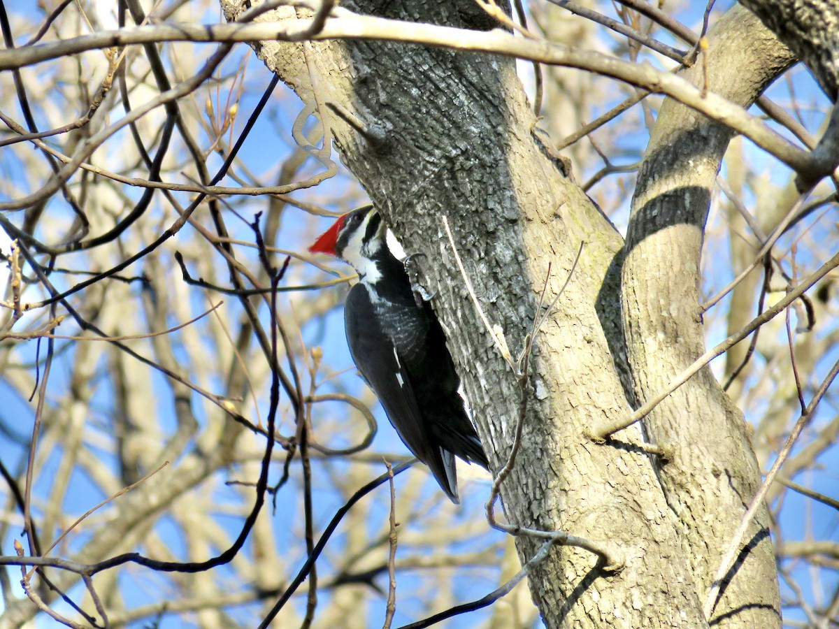Pileated Woodpecker - ML286735801