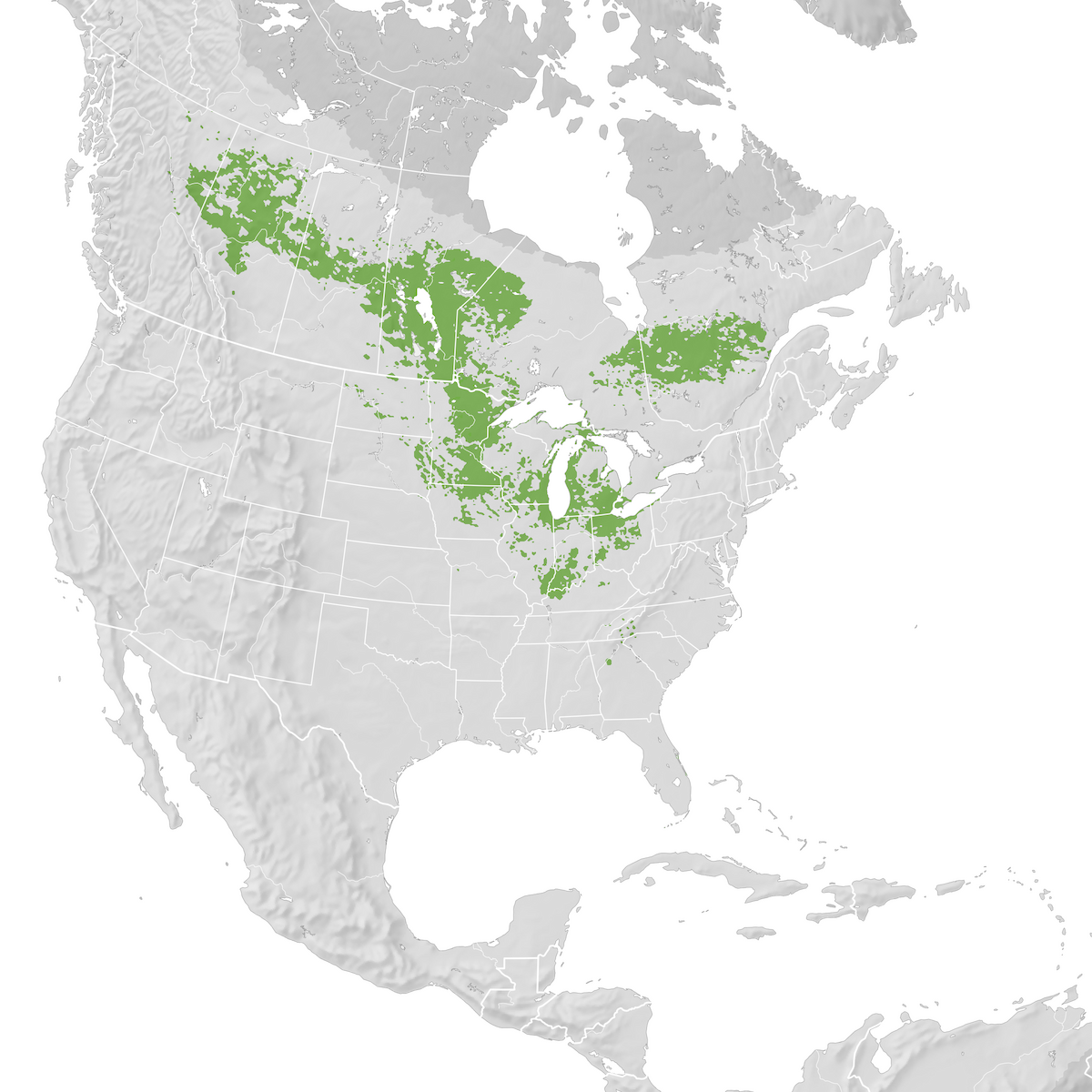 Connecticut Warbler - Range map: Pre-breeding migration - eBird Status ...