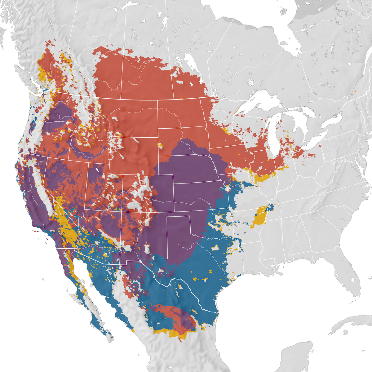 Western Meadowlark Range map eBird Status and Trends